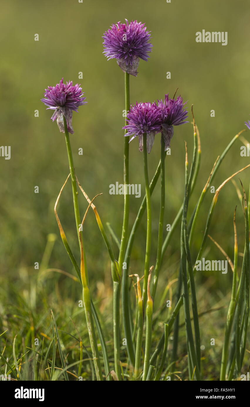 Ciboulette, Allium schoenoprasum en fleur dans les Alpes. Banque D'Images