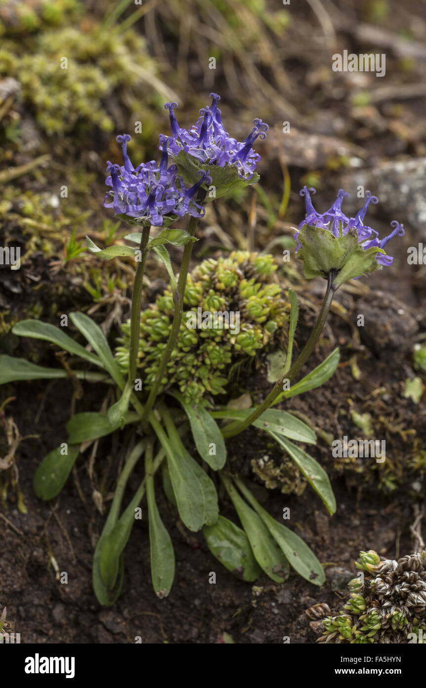 À Feuilles en rosette Rampion, Phyteuma globulariifolium, en fleurs à haute altitude, on Acid rock, Alpes italiennes. Banque D'Images
