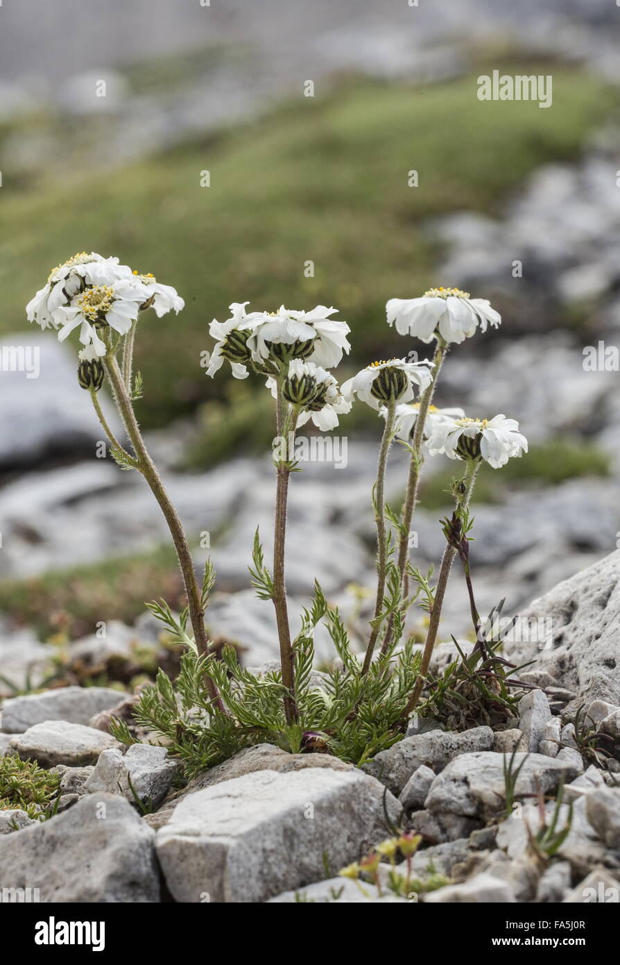 Oxyloba Sneezewort Alpine, l'Achillea en fleurs à 2500m dans les Dolomites. Banque D'Images