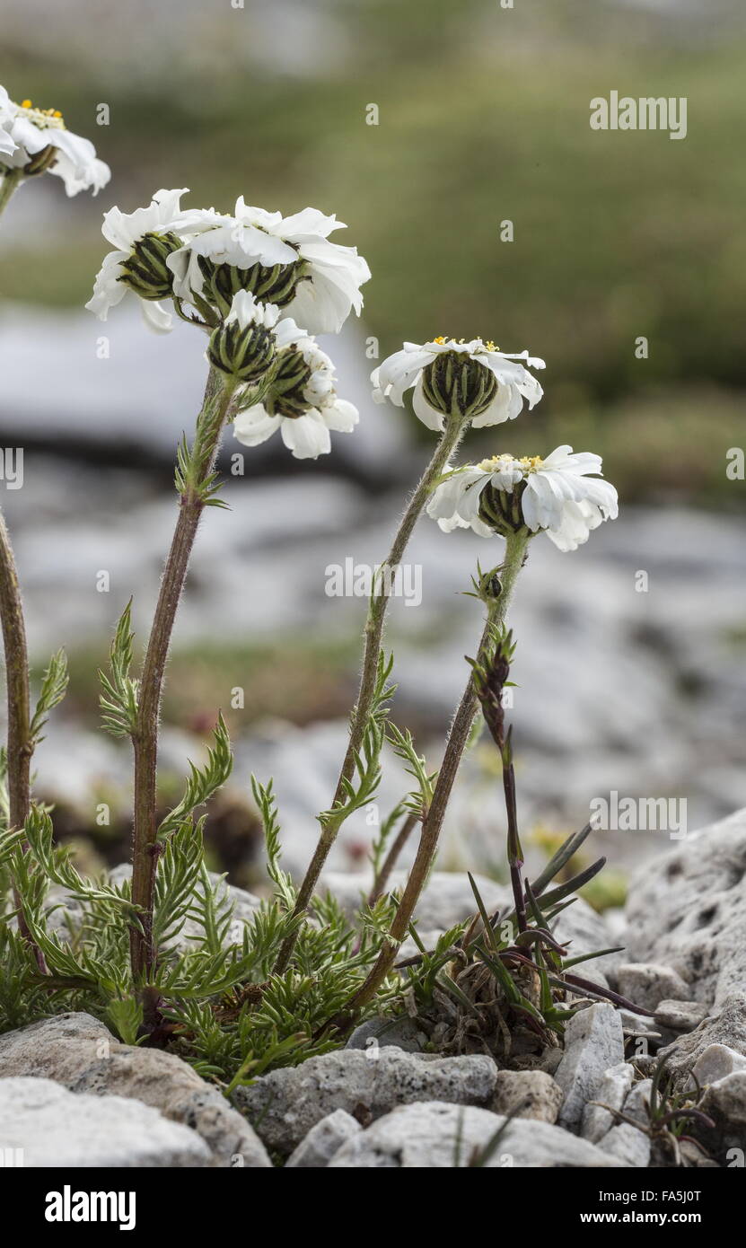 Oxyloba Sneezewort Alpine, l'Achillea en fleurs à 2500m dans les Dolomites. Banque D'Images