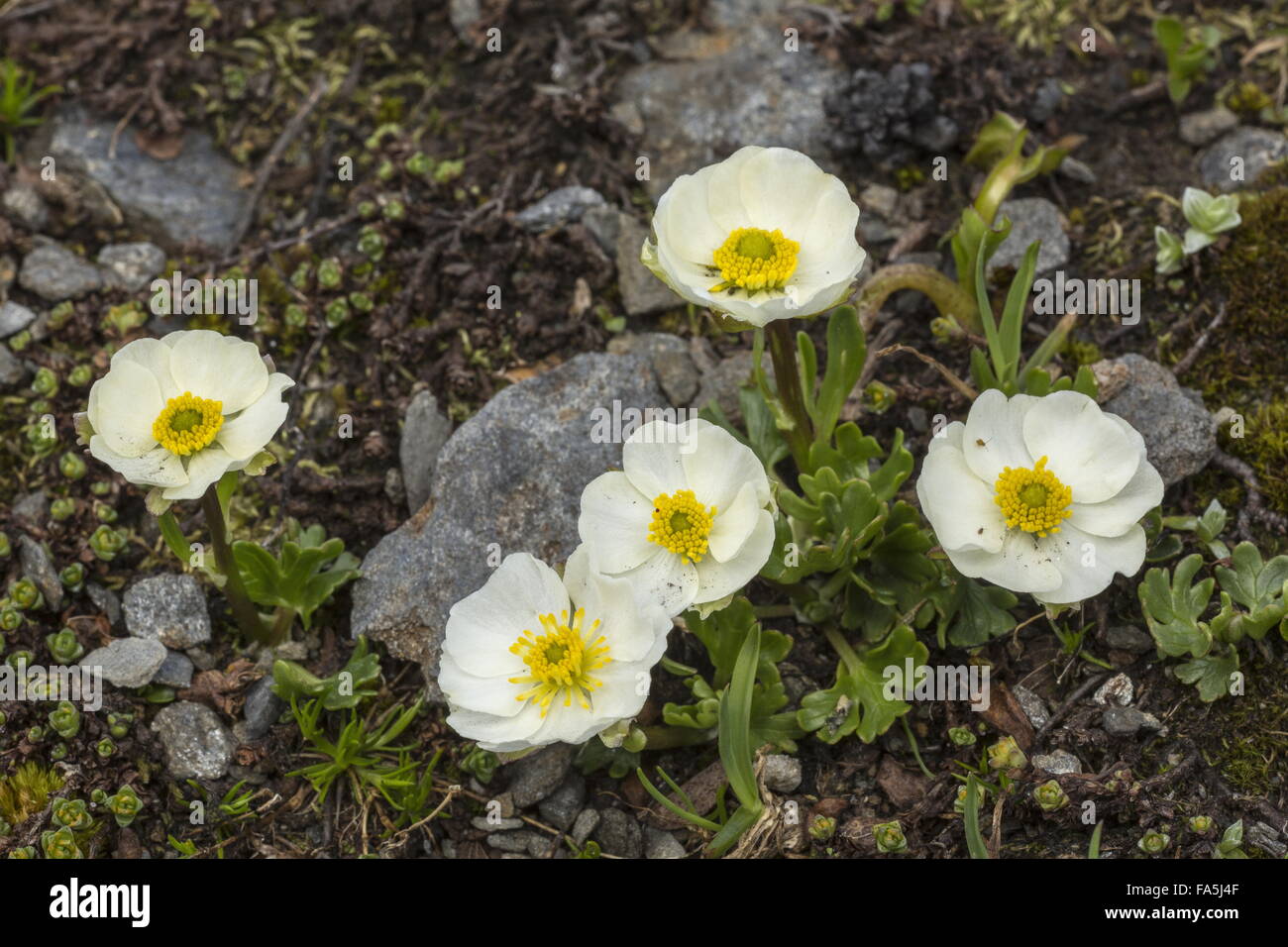 Hutte de Buttercup, Ranunculus alpestris en fleurs à haute altitude, Alpes Suisses. Banque D'Images