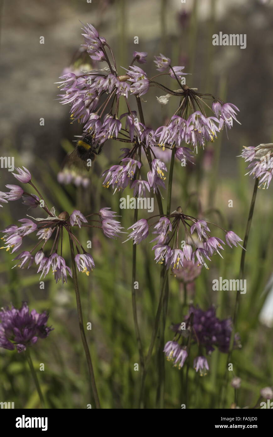 Oignon, Allium cernuum signe en fleur, dans jardin ; d'Amérique du Nord. Banque D'Images