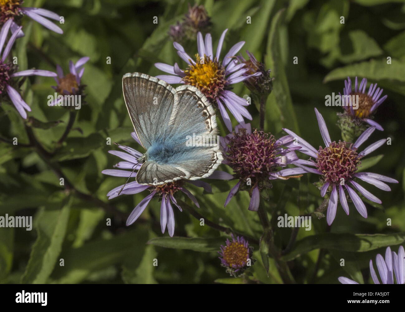 Chalk-hill blue, Polyommatus corydon, sur jardin aster, Alpes. Banque D'Images