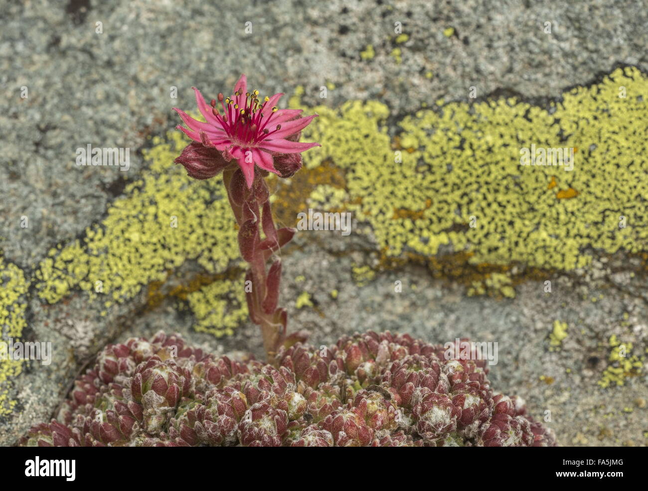 Cobweb Houseleek Sempervivum arachnoideum en fleurs, on Acid rock, haut dans les Alpes italiennes. Banque D'Images