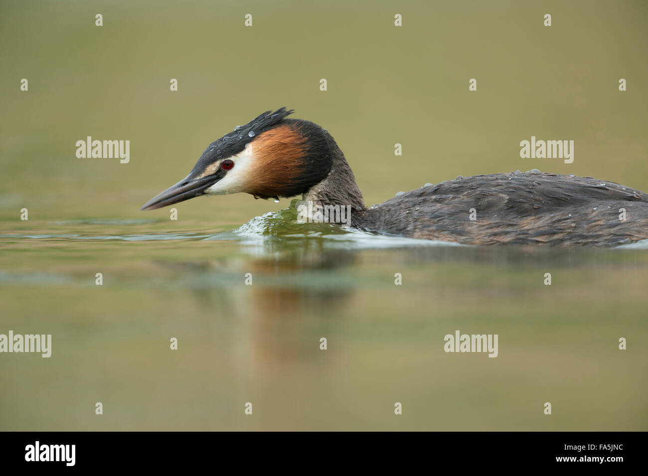 Great Crested Grebe / Haubentaucher ( Podiceps cristatus ) nage à la hâte pour protéger son territoire / recherche de son compagnon, faune, Europe. Banque D'Images