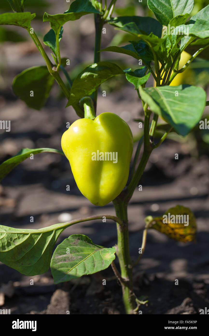 Poivrons doux naturel poussant dans le jardin Banque D'Images