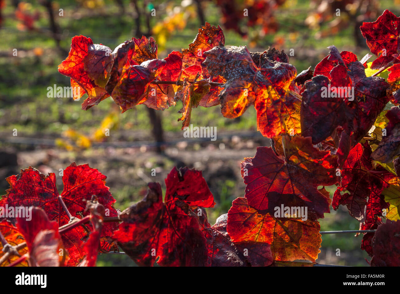 Vignes en automne à Ram's Gate Winery and Vineyards, Sonoma, California, USA Banque D'Images