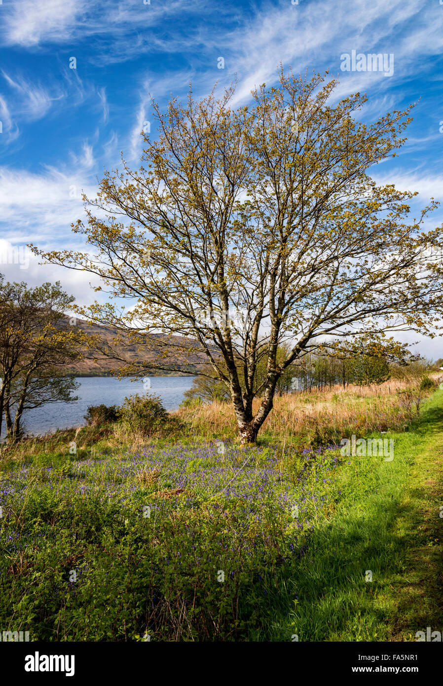 Bluebells sur les rives du Loch Linnhe à Fort William Banque D'Images