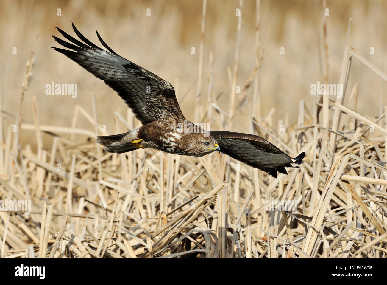 Buse variable / Maeusebussard ( Buteo buteo ) en deltaplane vol au-dessus de lits de roseaux secs. Banque D'Images
