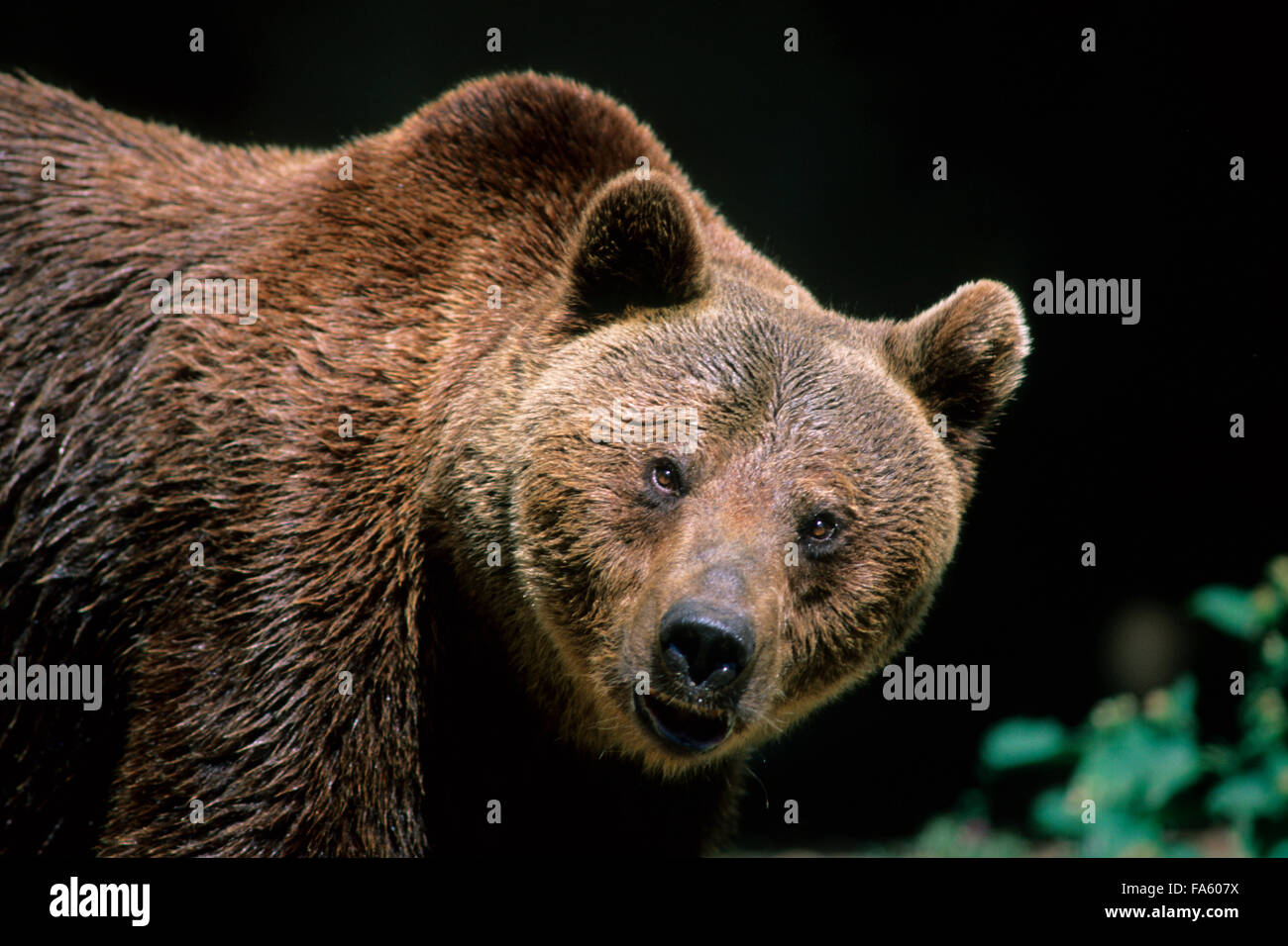 L'ours brun marsicain (Ursus arctos marsicanus) dans la faune, Parc National des Abruzzes, Latium et Molise, Italie Banque D'Images