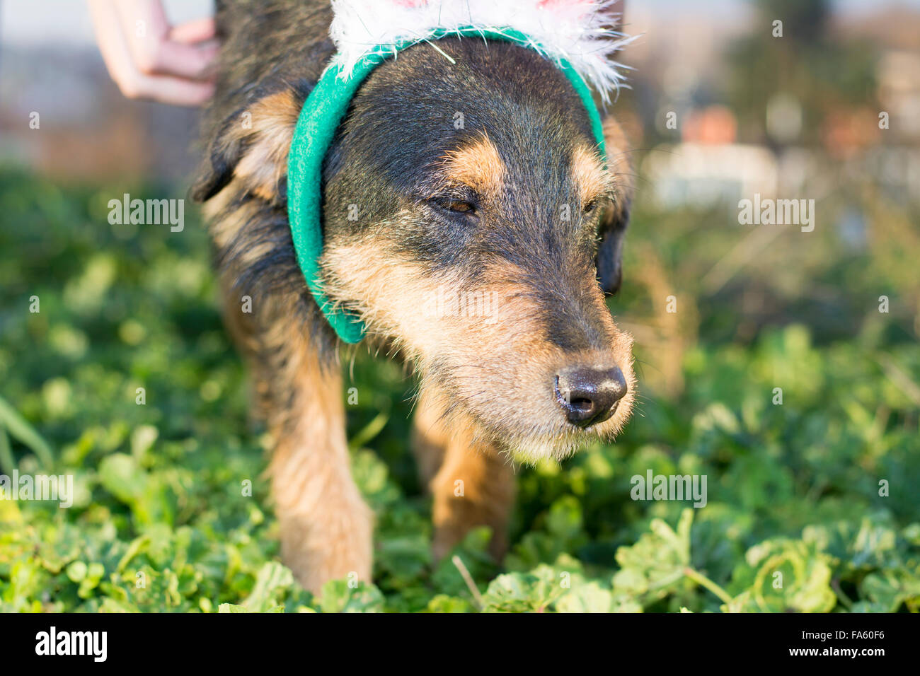 Mélange mignon chien race close up portait en marchant dans l'herbe Banque D'Images