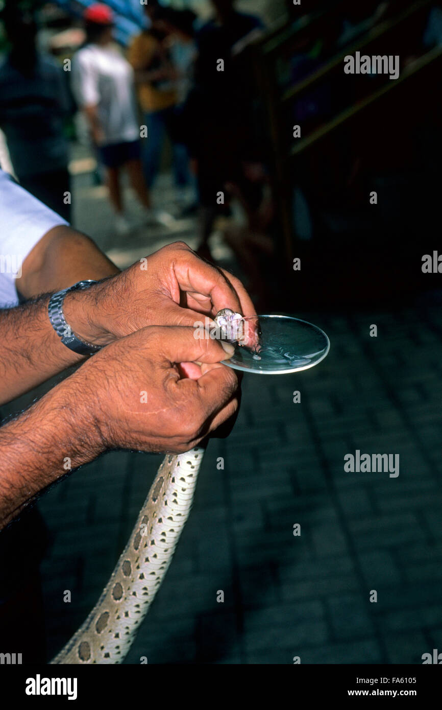 Traire une cobra snake pour prendre le venin, Ferme aux serpents de l'Institut Pasteur, Bangkok, Thaïlande Banque D'Images
