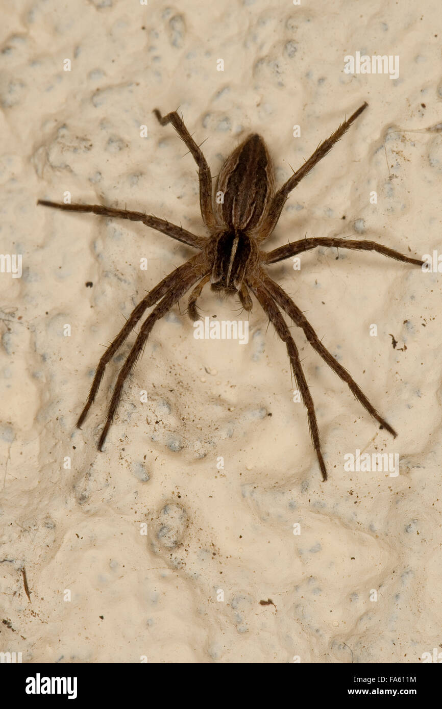 Pêche fantastique Spider, Spider web, pépinière, Listspinne List-Spinne Raubspinne Brautgeschenkspinne, Pisaura mirabilis,, Banque D'Images