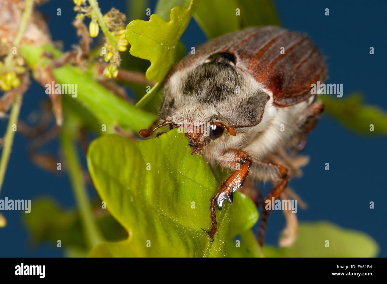 Maybeetle, peut-beetle, common cockchafer, maybug, Maikäfer, Feld-Maikäfer Mai-Käfer Feldmaikäfer,,, Melolontha melolontha Banque D'Images