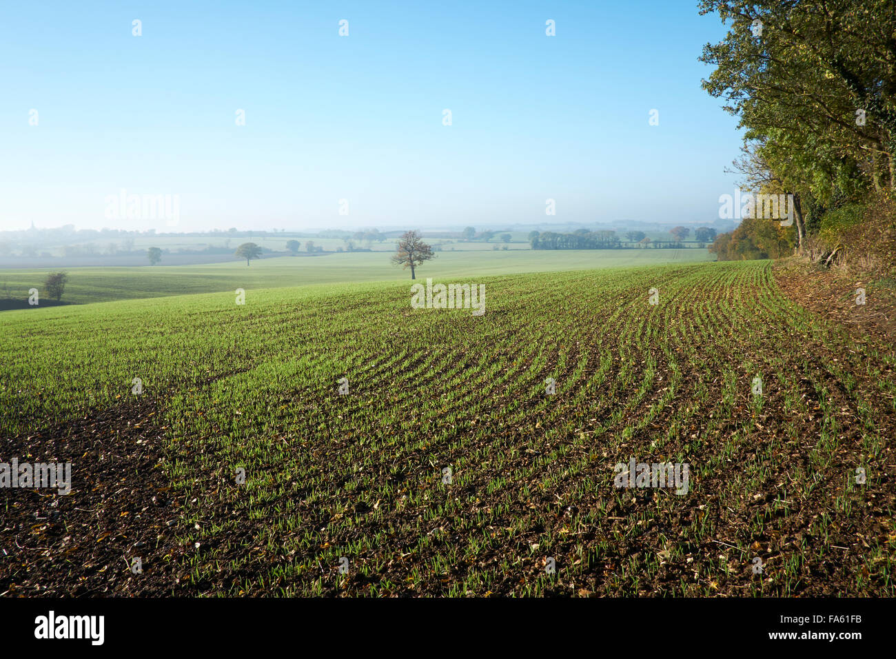 La récolte de blé d'hiver dans la zone de croissance. Banque D'Images