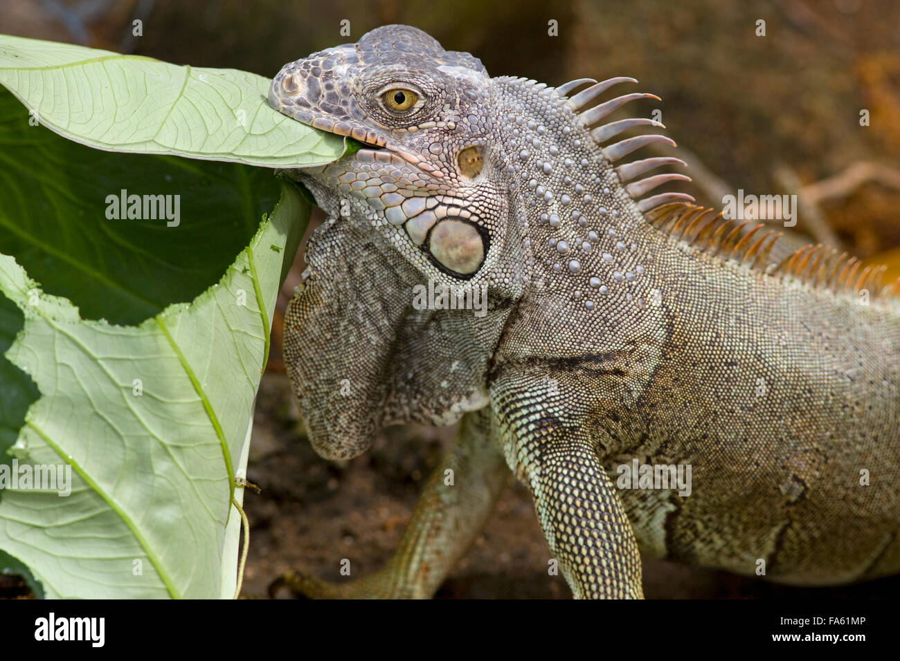 Green Iguana iguana Igauna manger leaf Bay Island Honduras Océan des Caraïbes Banque D'Images