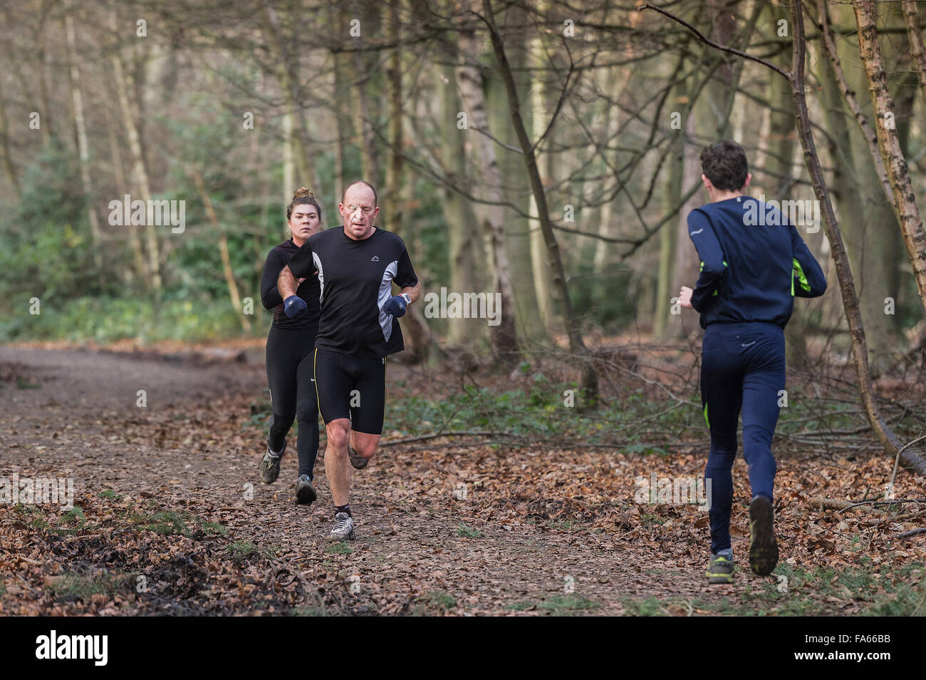 Dans l'exercice de coureurs des bois Thorndon Park dans l'Essex, Angleterre, Royaume-Uni. Banque D'Images