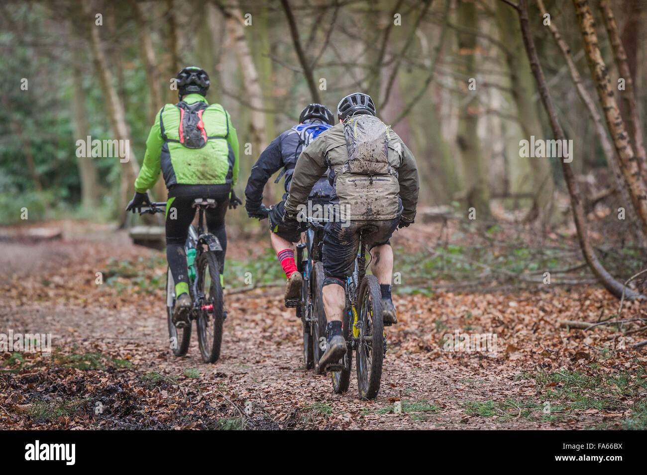 Vélo de montagne équitation à travers bois Thorndon Park dans l'Essex, Angleterre, Royaume-Uni. Banque D'Images