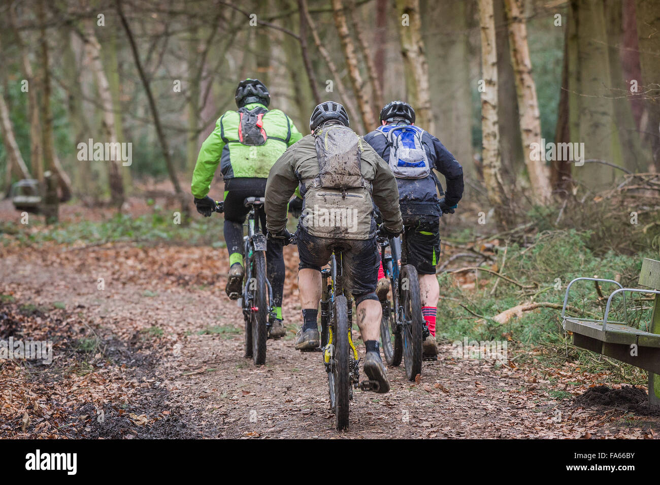 Vélo de montagne équitation à travers bois Thorndon Park dans l'Essex, Angleterre, Royaume-Uni. Banque D'Images