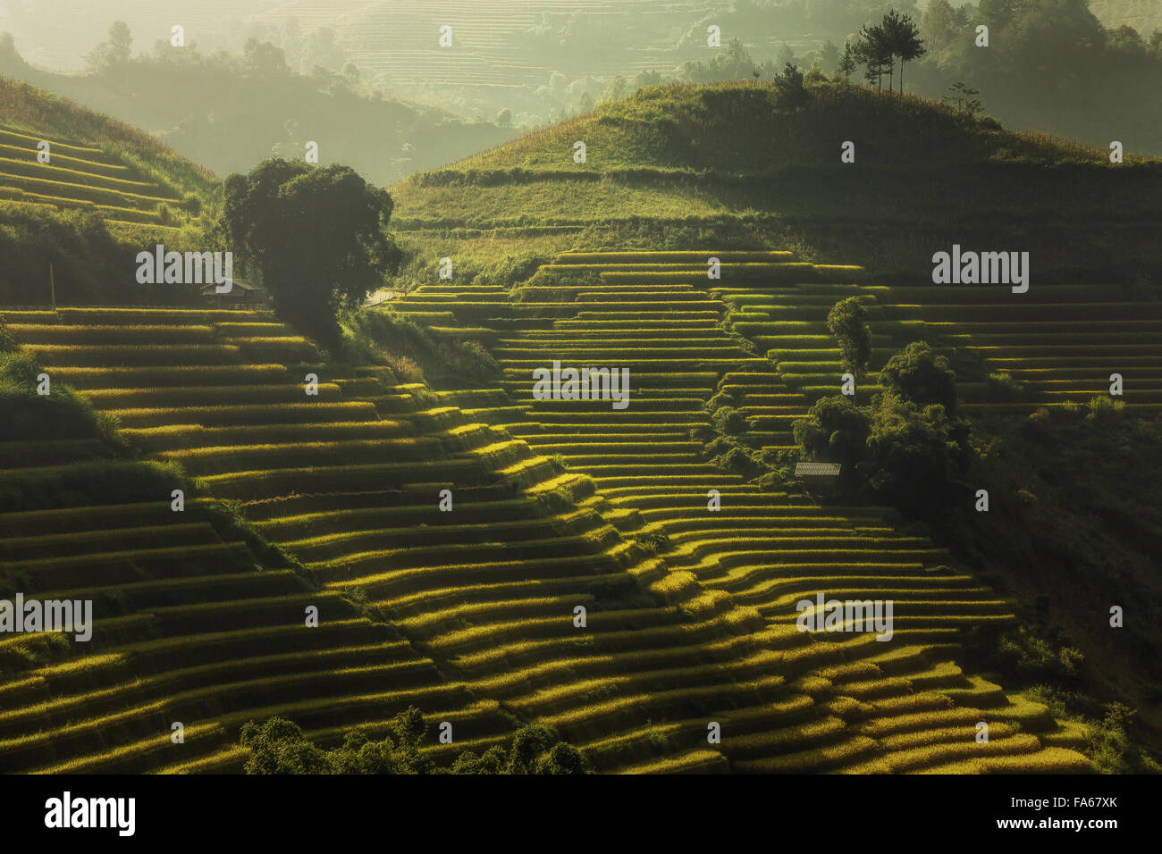 Coucher de soleil sur les rizières en terrasses de Mu Cang Chai, YenBai, Vietnam Banque D'Images