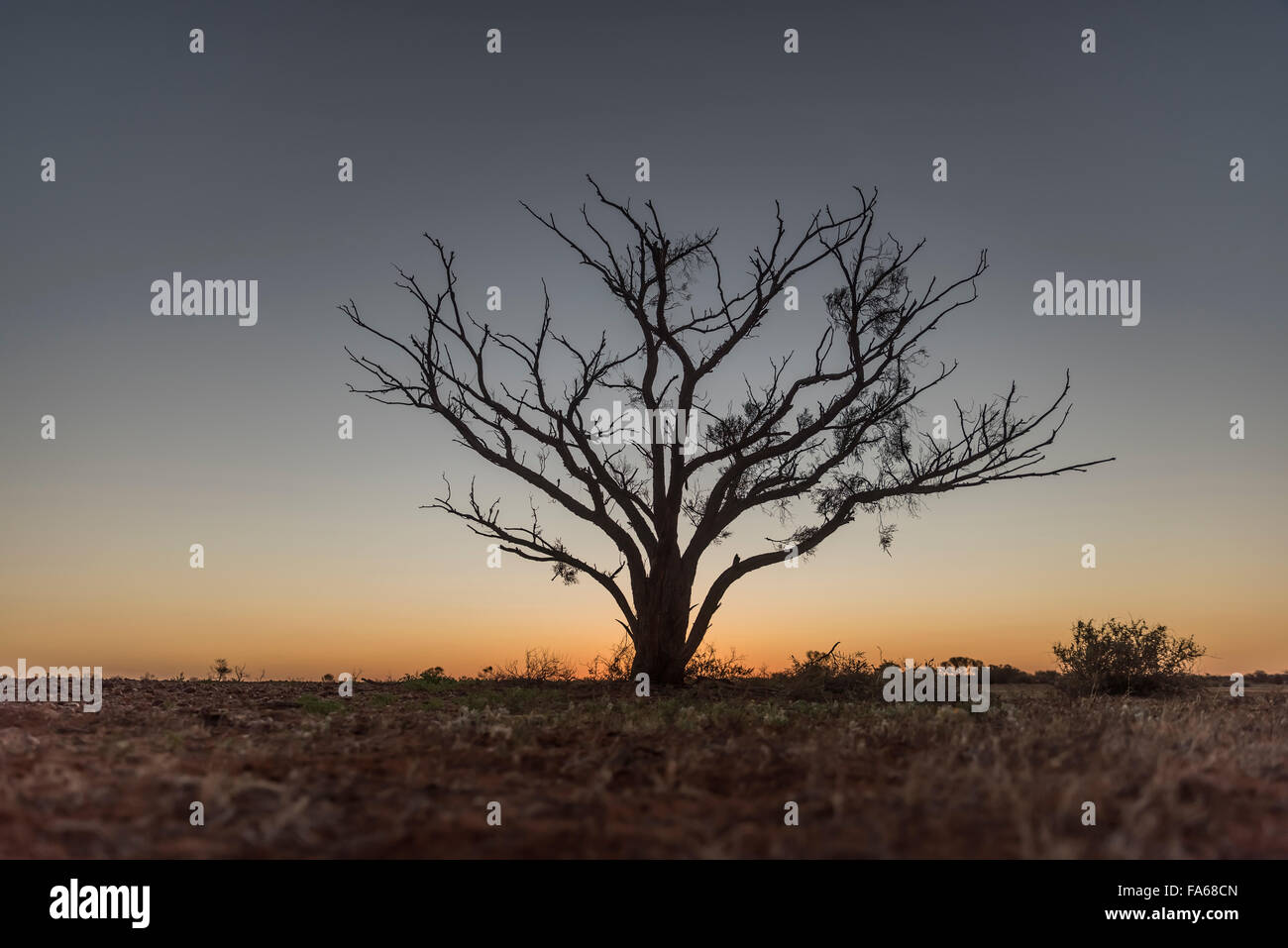 Arbre dans l'outback australien Banque D'Images