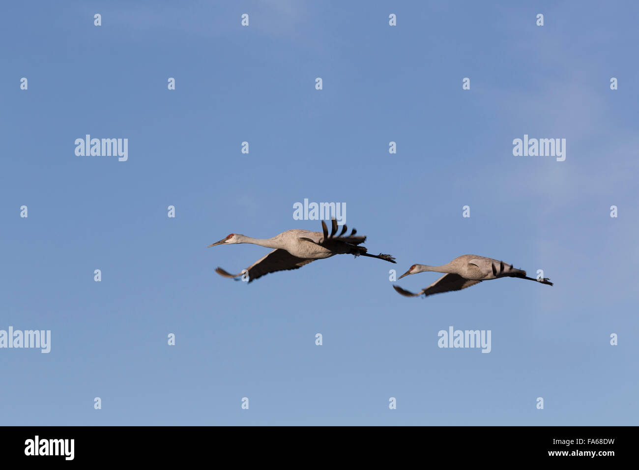 Bosque del Apache National Wildlife Refuge, une plus grande de Grues du Canada (Grus canadensis tabida), New Mexico, USA Banque D'Images