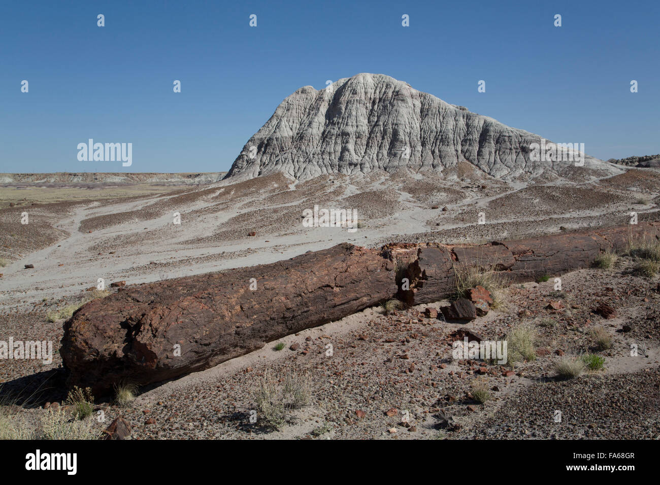 Petrified Forest National Park, Long Sciage Trail, pétrifié de sciage à partir de la fin du Trias, il y a 225 millions d'années Banque D'Images