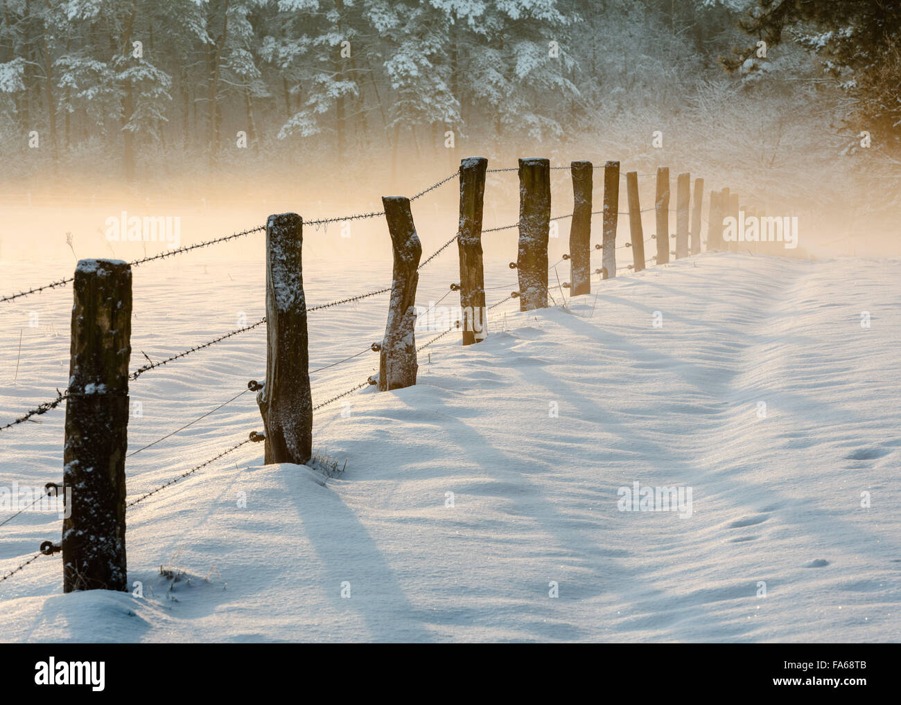 Poteaux de bois avec des barbelés dans la neige, de Mookerheide, Pays-Bas Banque D'Images