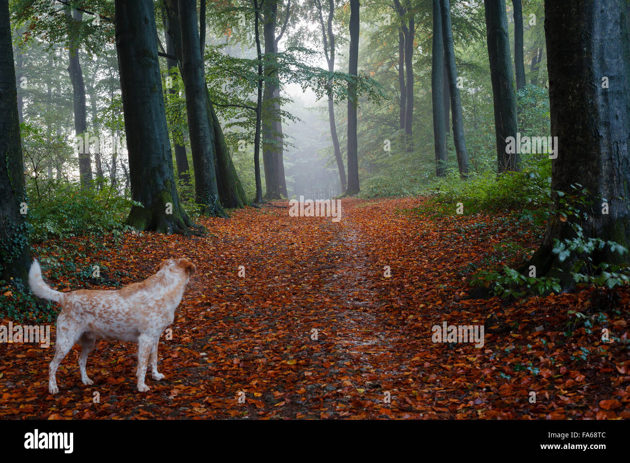 Chien en attente dans la forêt, Koninkrijk, Pays-Bas Banque D'Images