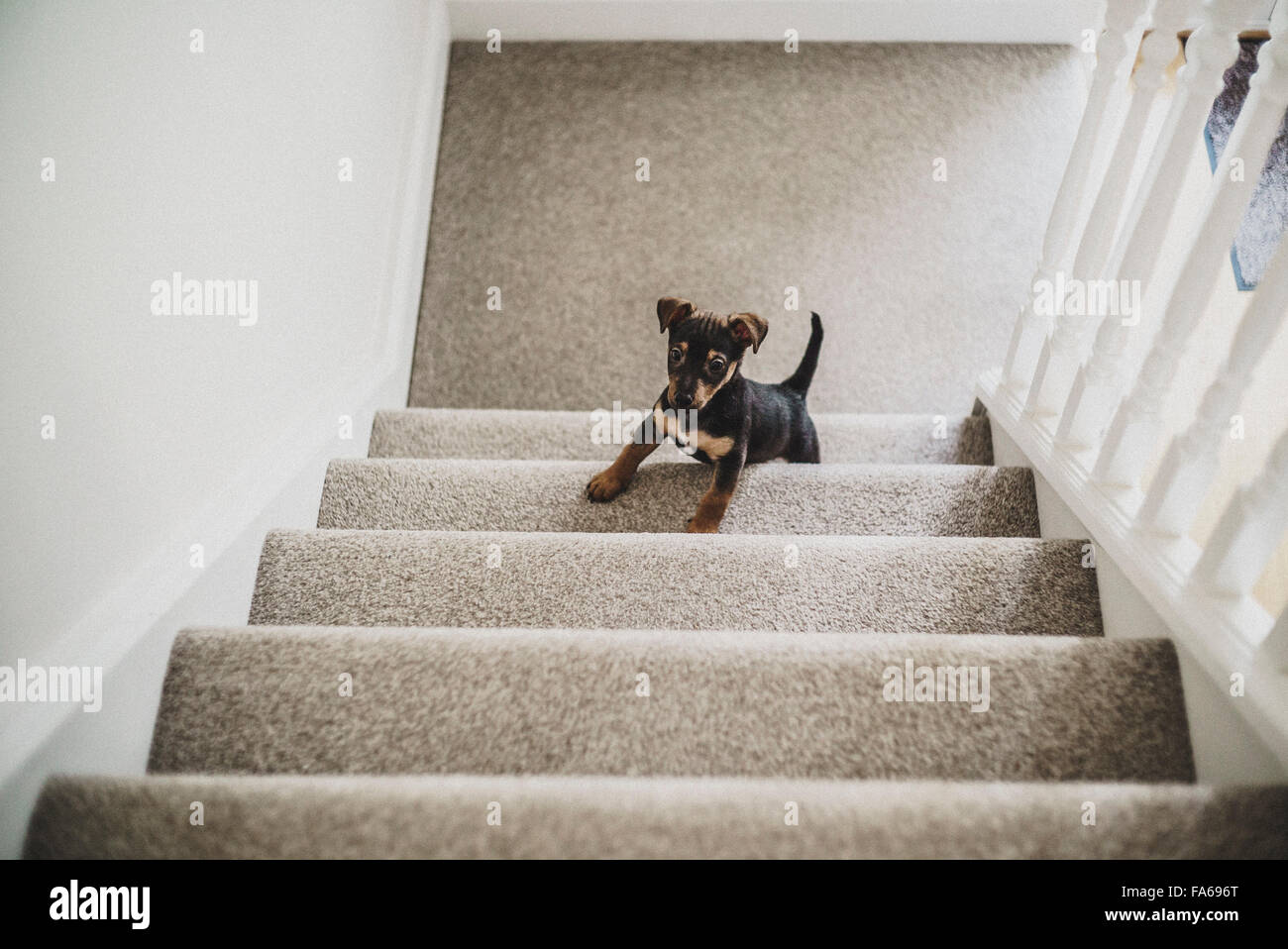 Chiot Jack Russell de monter les escaliers Banque D'Images