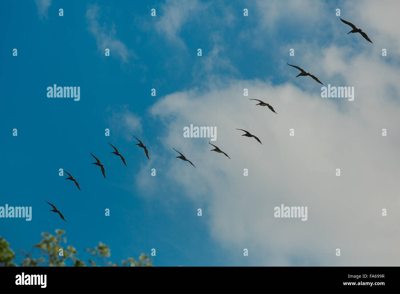 Low angle view of Birds flying, Costa Rica Banque D'Images Low angle view of Birds flying, Costa Rica Banque D'Images