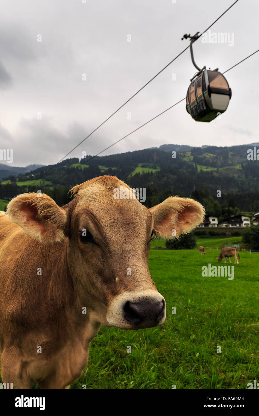 Vaches dans un champ avec cable car les frais généraux, Tirol, Autriche Banque D'Images