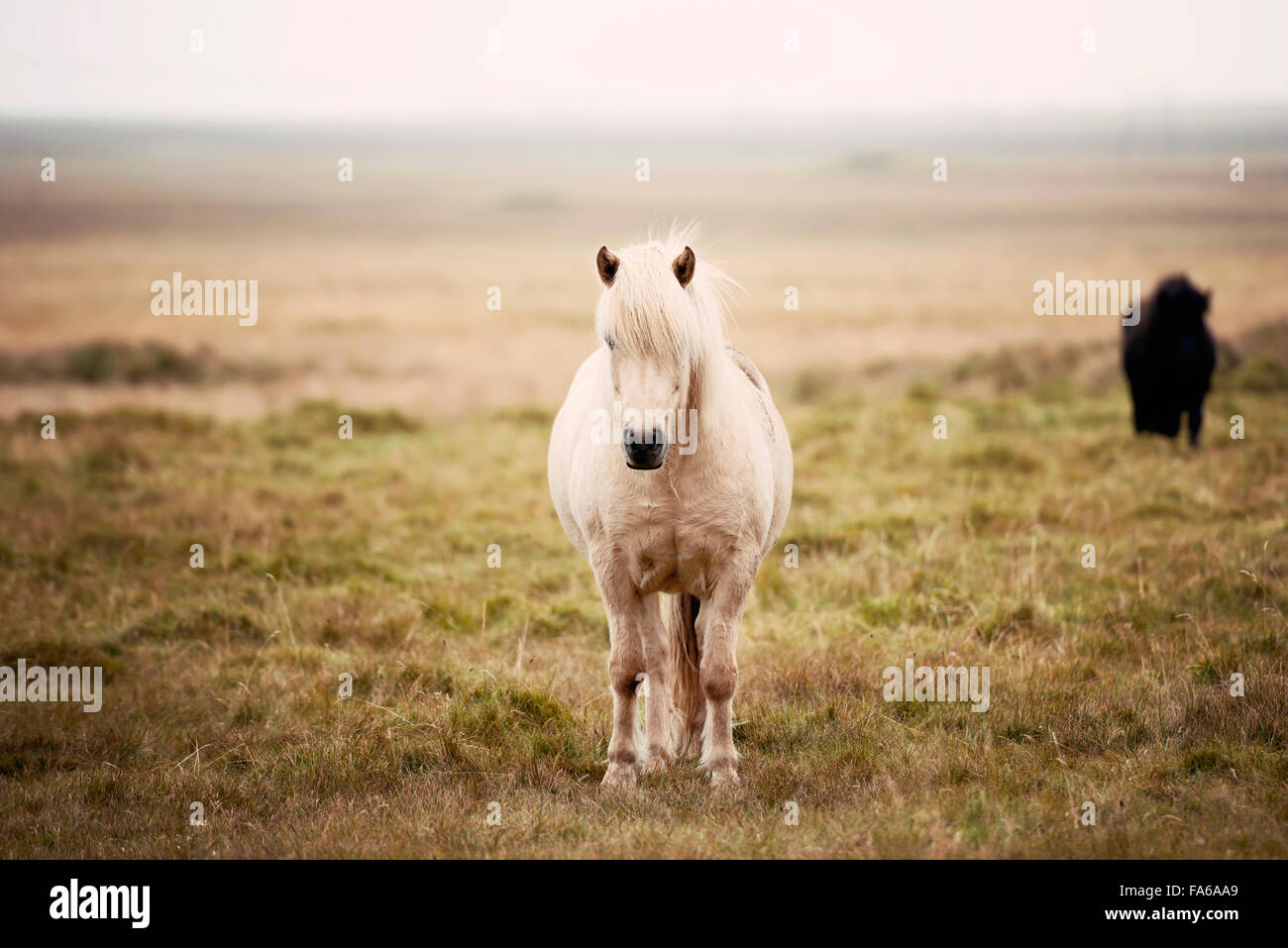 Chevaux standing in field dans le brouillard, l'Islande Banque D'Images