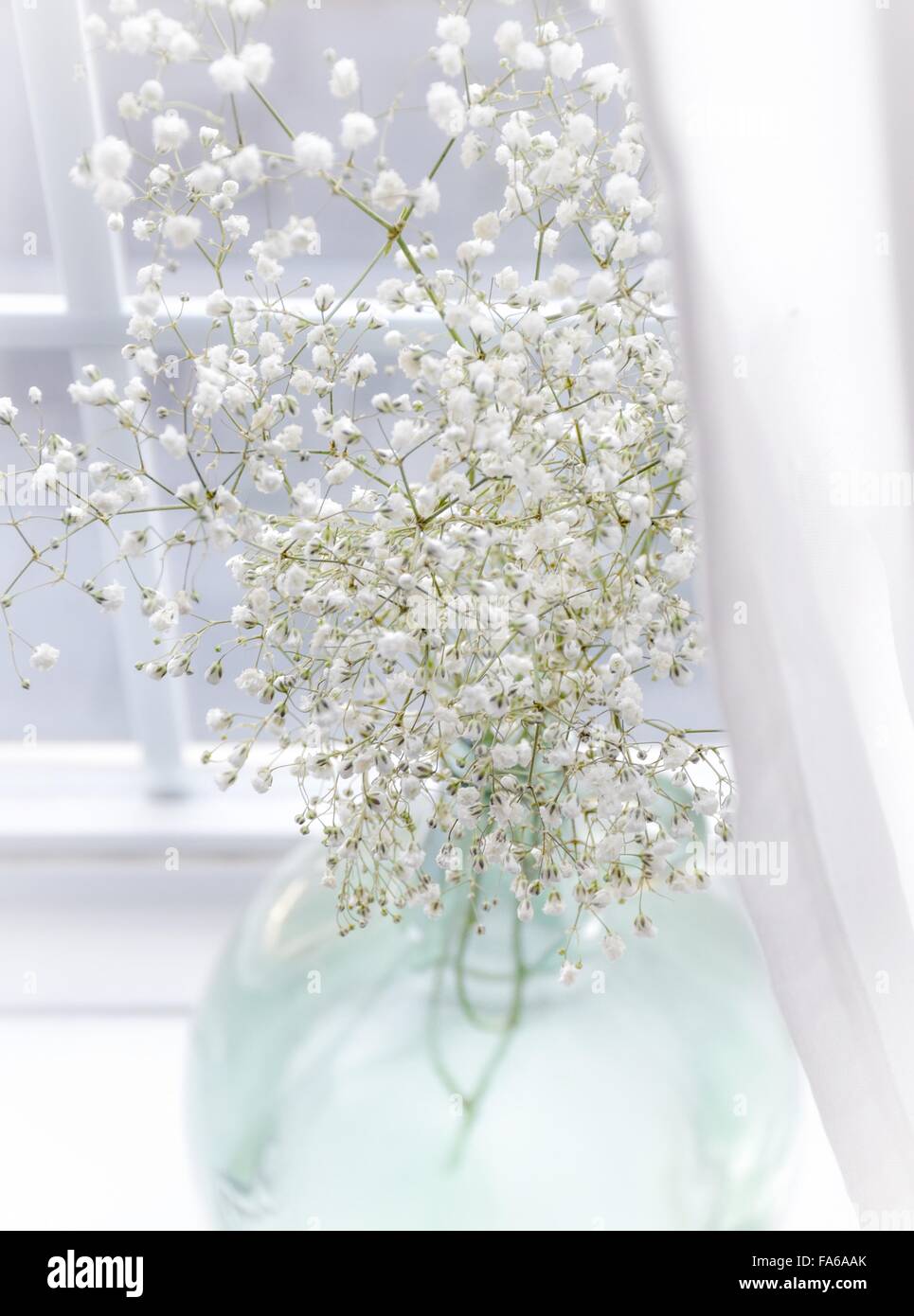 Gypsophila fleurs dans un vase en verre sur le rebord de fenêtre Banque D'Images
