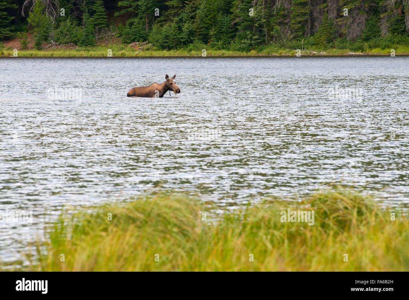 Élans de Scott Lake, le Grand lac de l'ours sauvage, la Forêt Nationale de Flathead au Montana Banque D'Images