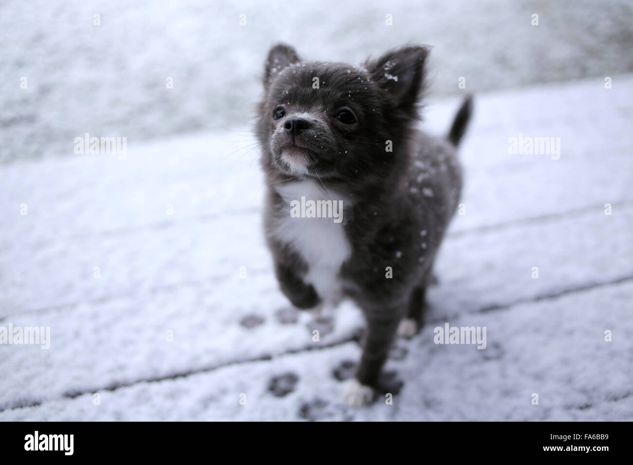Chihuahua chien jouant dans la neige Banque D'Images
