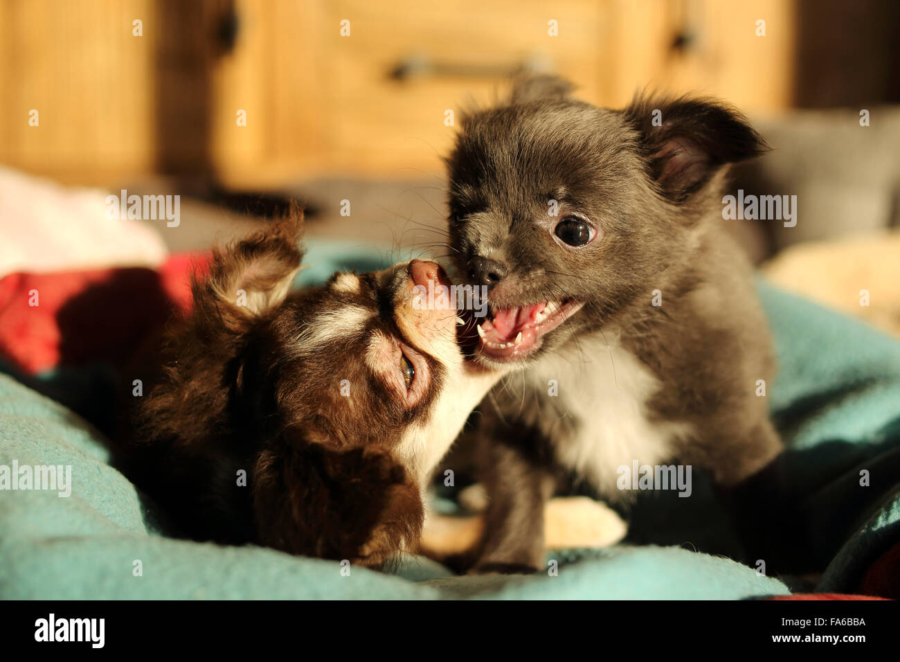 Deux chihuahua chiens jouant sur lit Banque D'Images