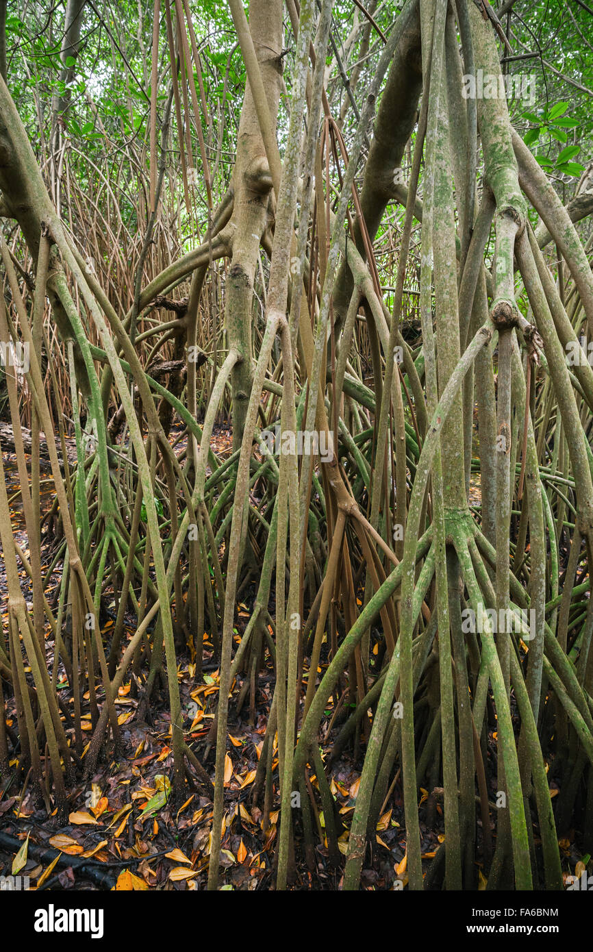 Des forêts tropicales, les mangroves sauvages arbres poussant dans l'eau Banque D'Images
