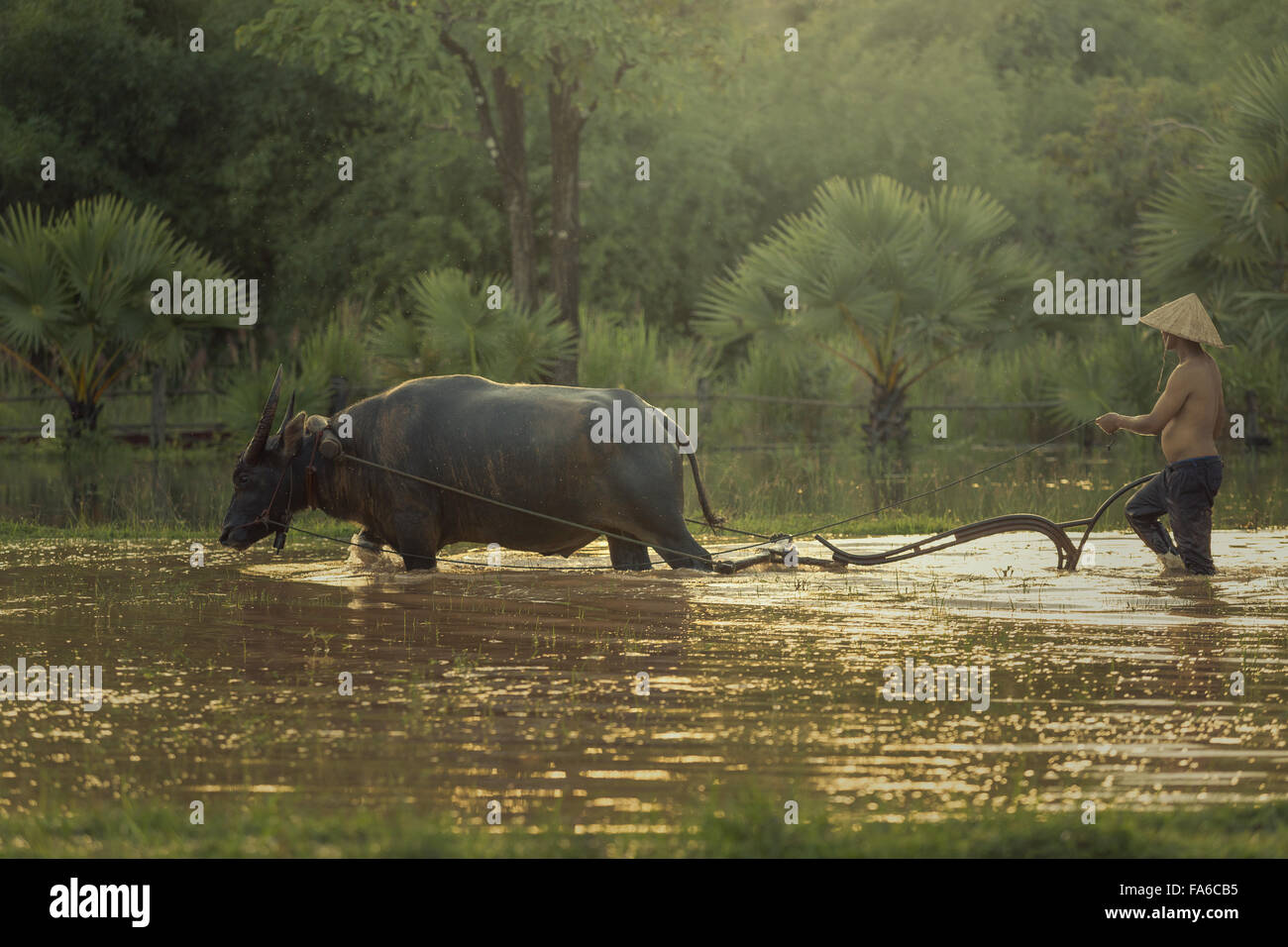 Homme avec buffalo tirant une charrue, Thaïlande Banque D'Images