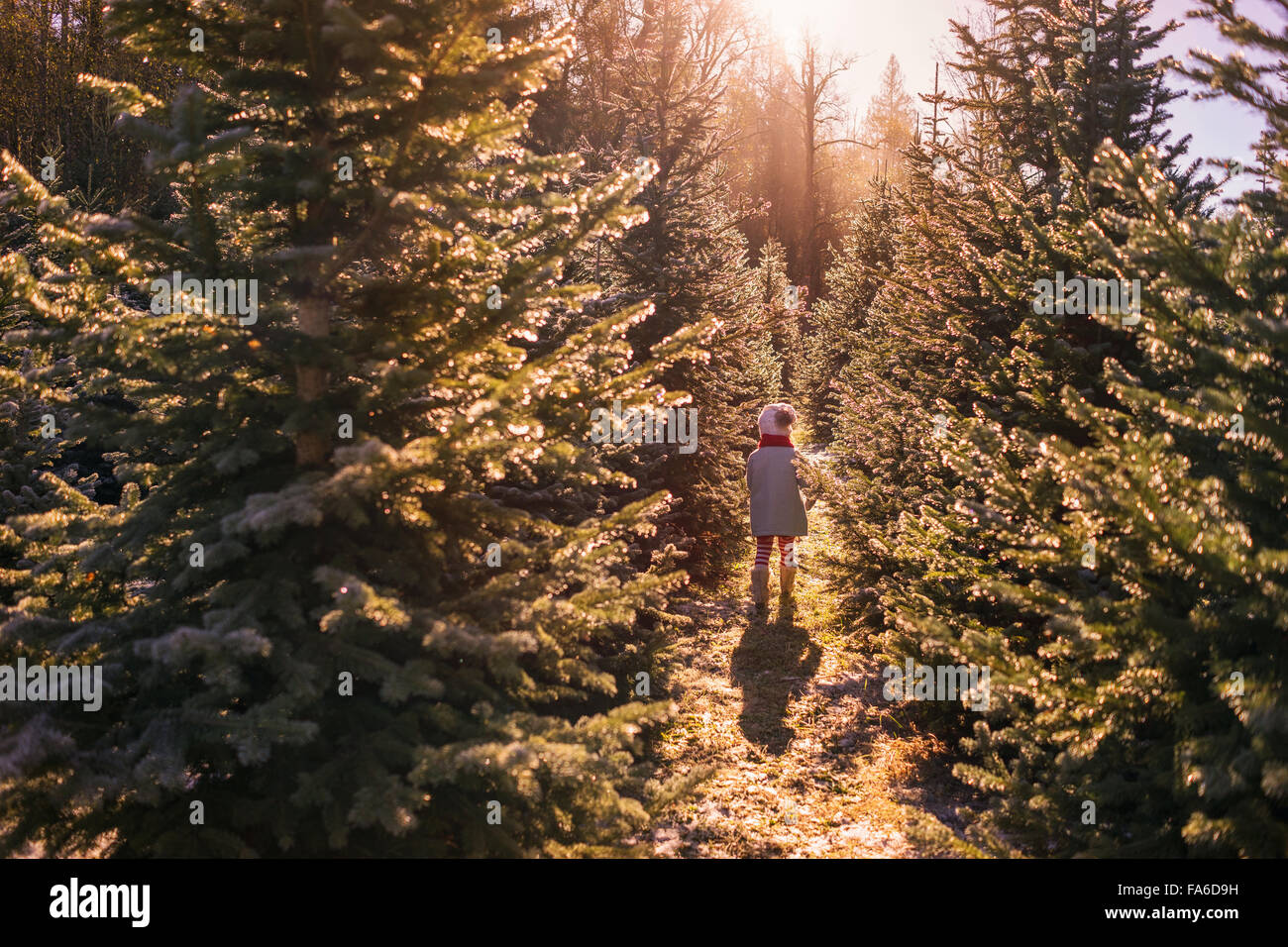 Fille qui marche entre deux rangées d'arbres Banque D'Images