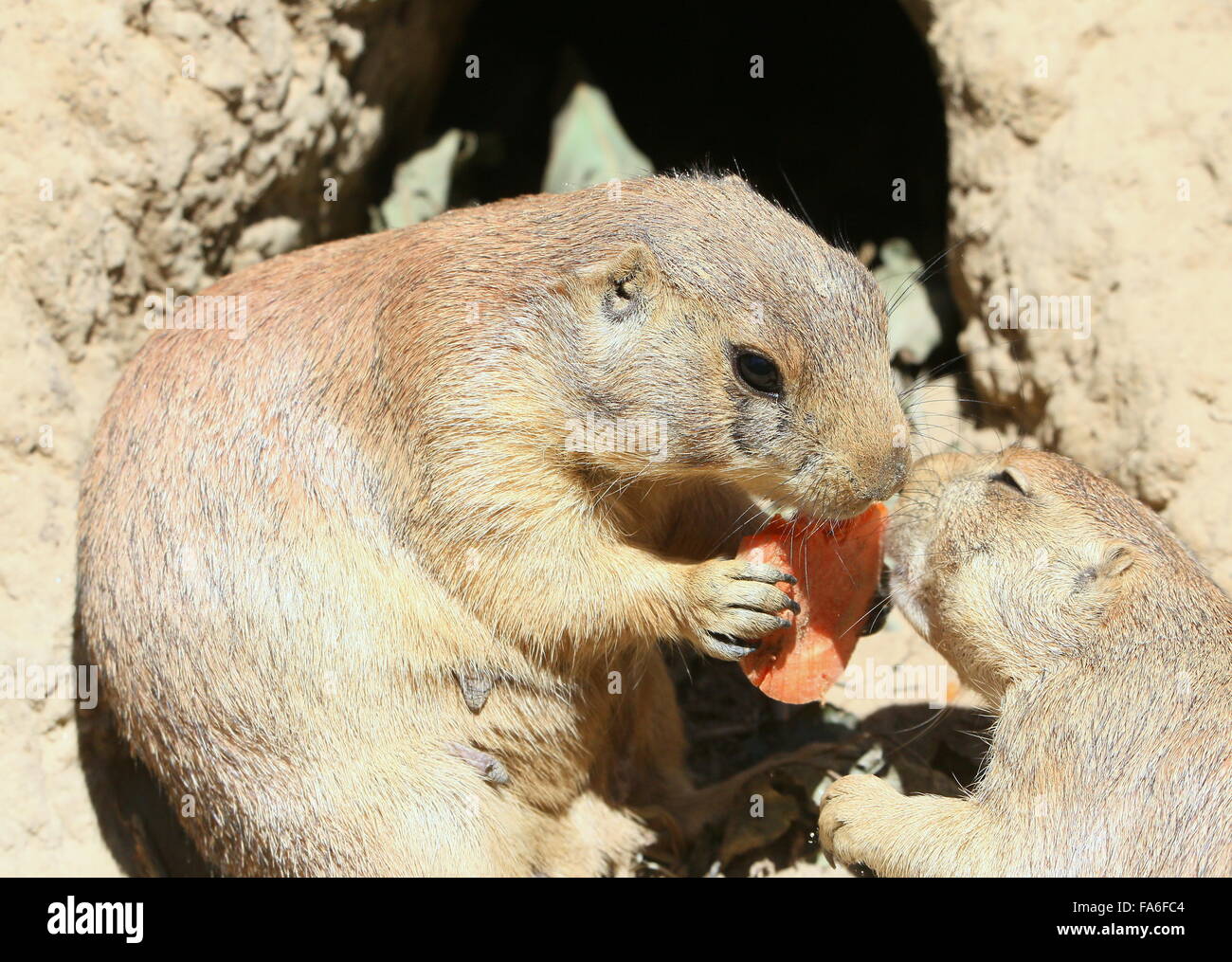 Paire de North American Black chiens de prairie (Cynomys ludovicianus) se nourrissant de carotte Banque D'Images