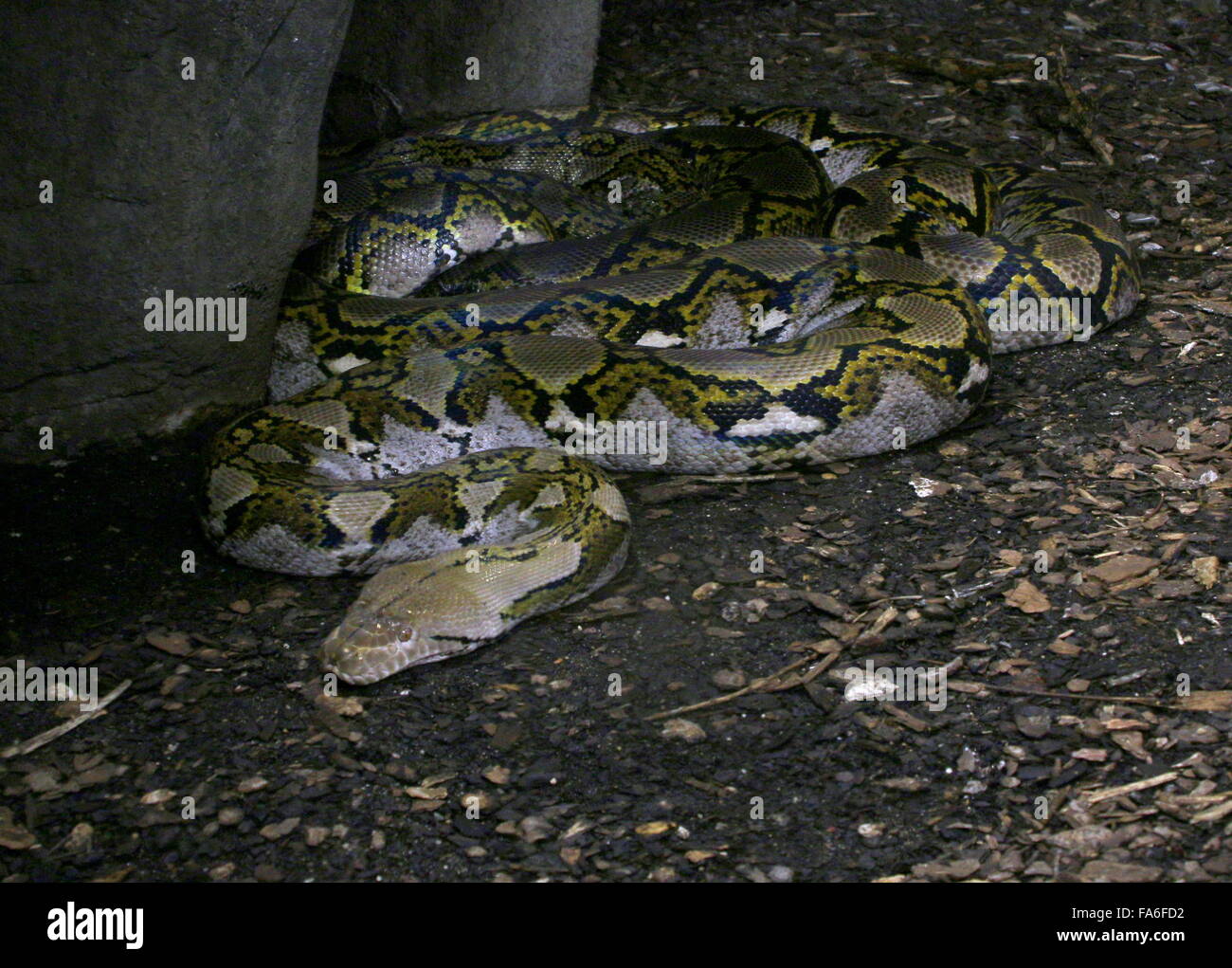 Python réticulé asiatique (Broghammerus reticulatus, Malayopython ...