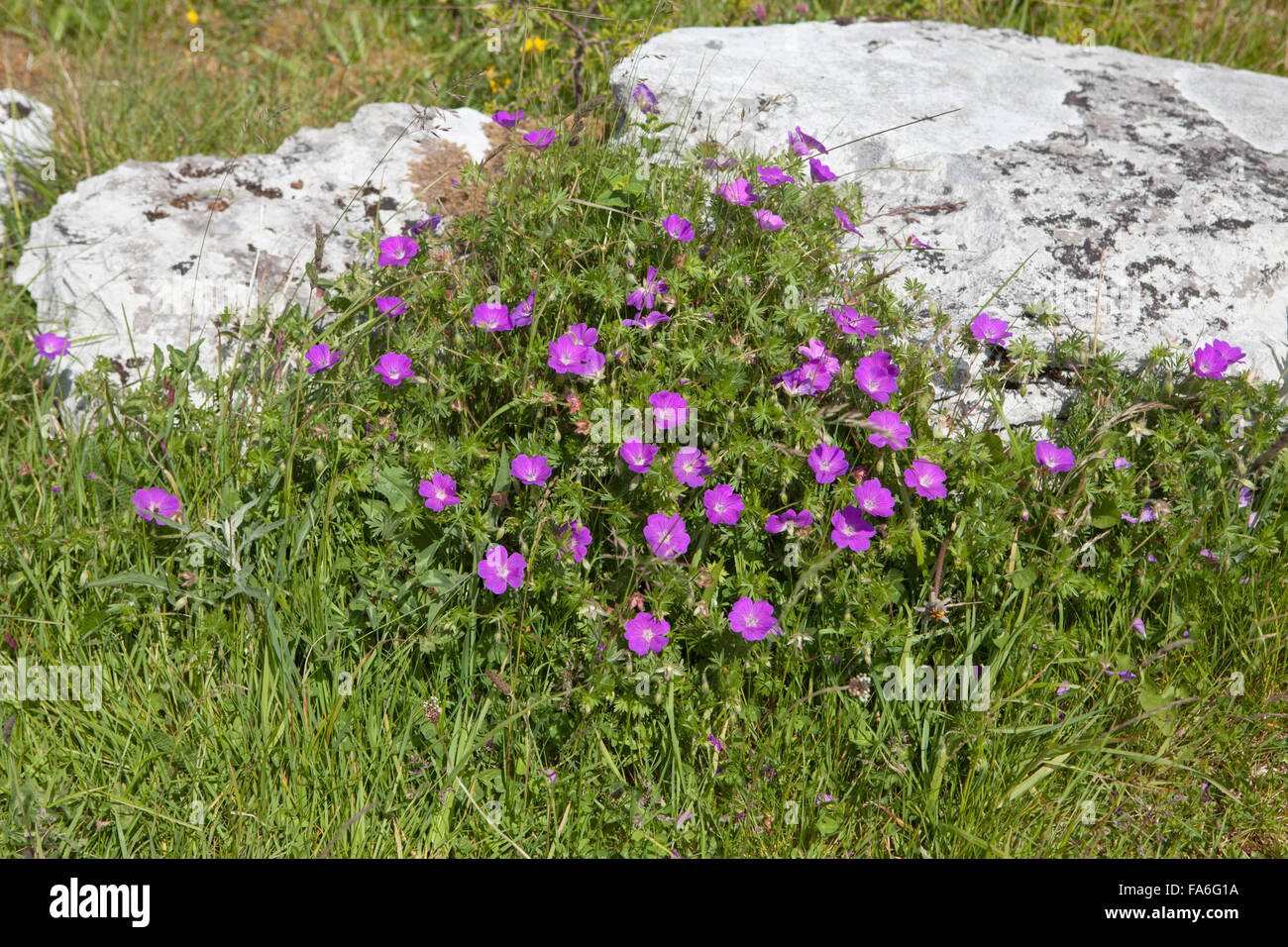 Le projet de loi de grue sanglante (Geranium sanguineum) pousse dans les pavages calcaires du Burren, Irlande Banque D'Images