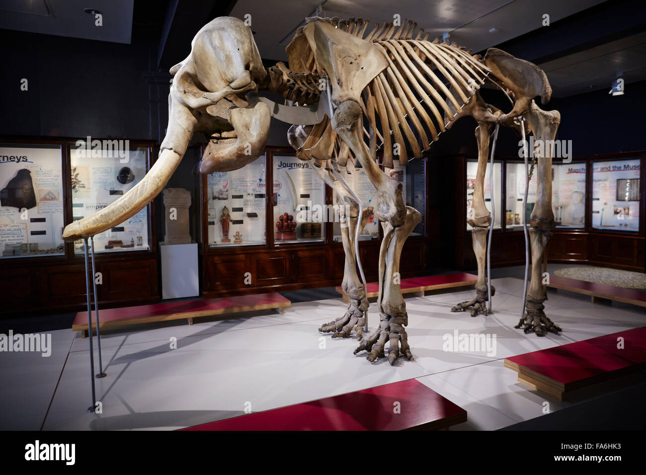 Musée de l'Université de Manchester squelette de mammouth Manchester Museum est un musée exposant des œuvres d'archéologie, d'anthropologie et de n Banque D'Images