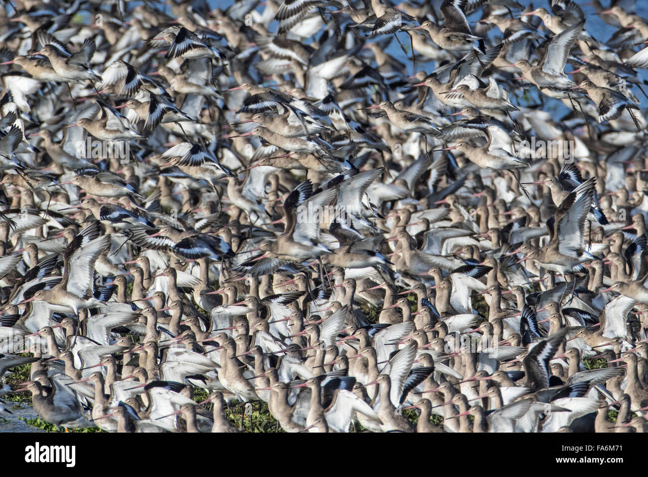 Grande bande de Barge à queue noire (Limosa limosa) taking flight, Welney, Norfolk Banque D'Images
