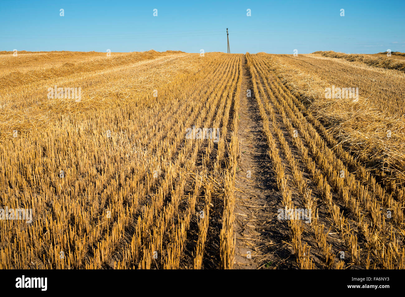 La fin de l'été avec paysage champ recadrée et ciel bleu clair Banque D'Images