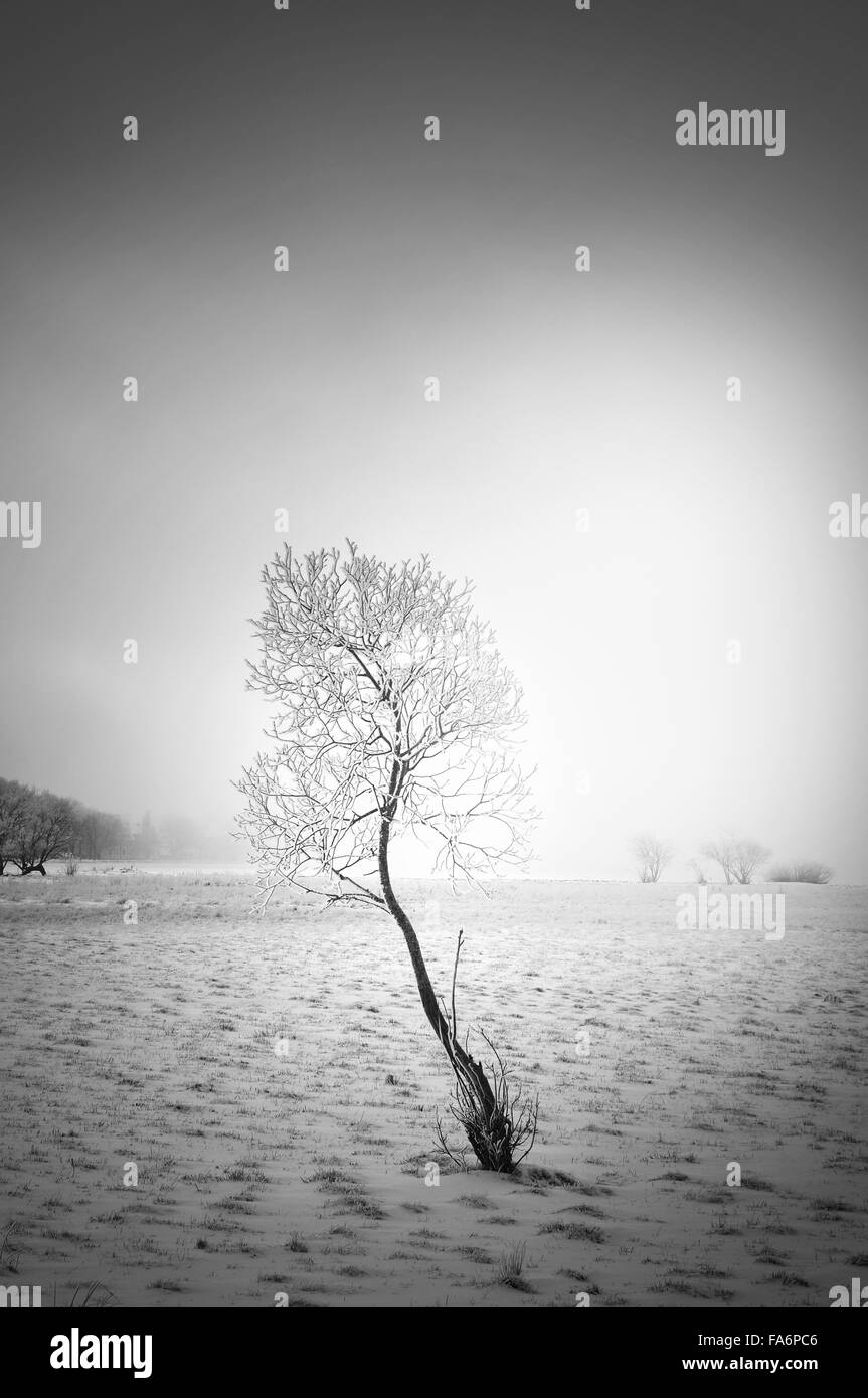 Lonely tree en noir et blanc paysage d'hiver. Banque D'Images