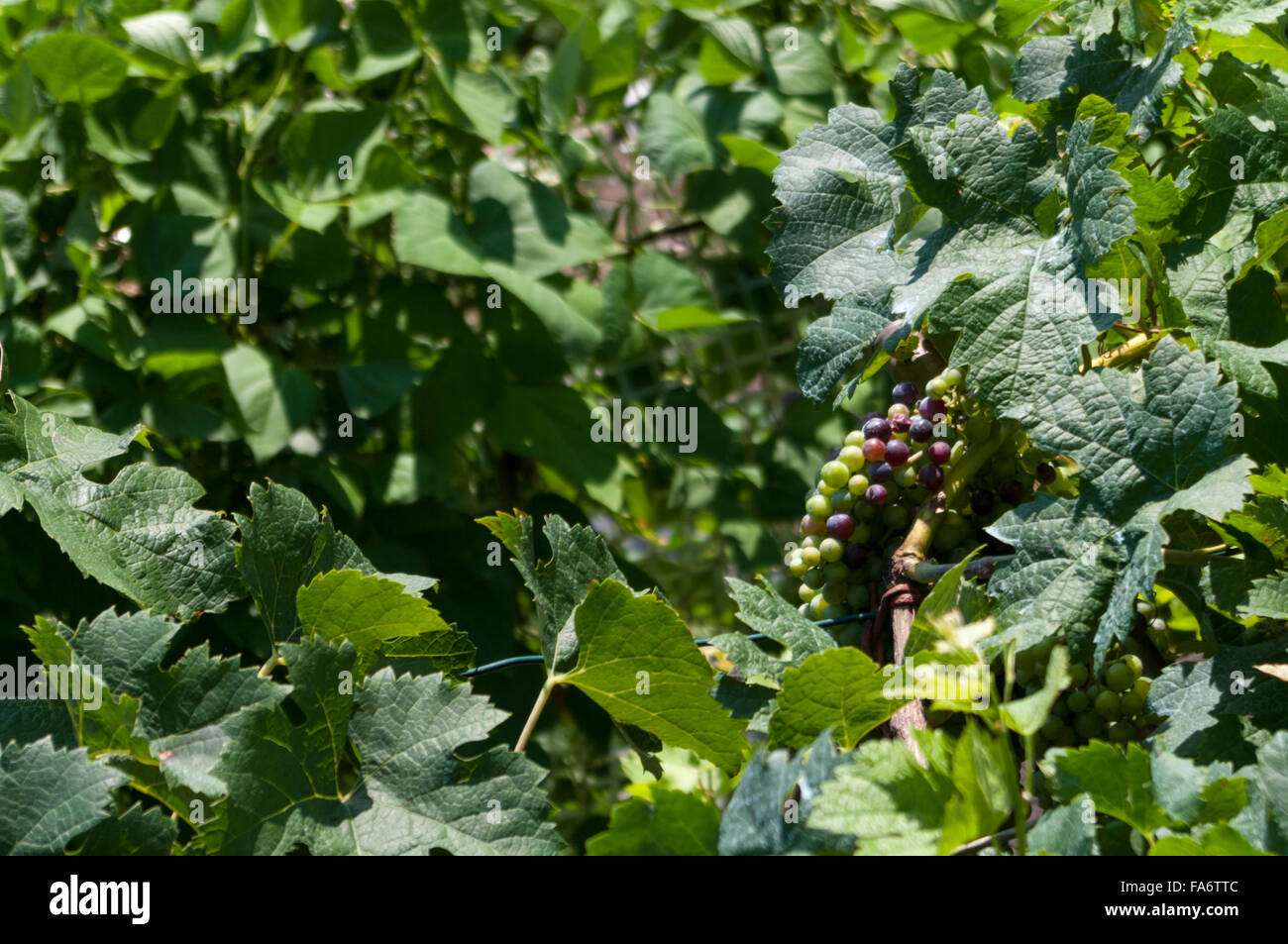 Vitis vinifera. Raisins sur la vigne au Tessin, Suisse. Banque D'Images