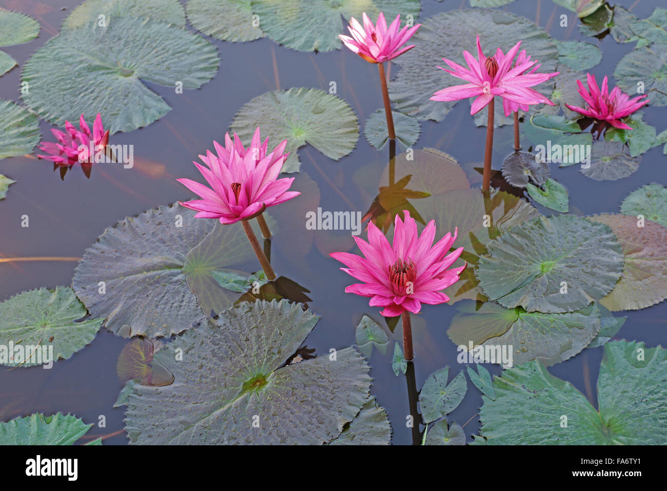 Belle fleur de lotus dans l'étang Banque D'Images