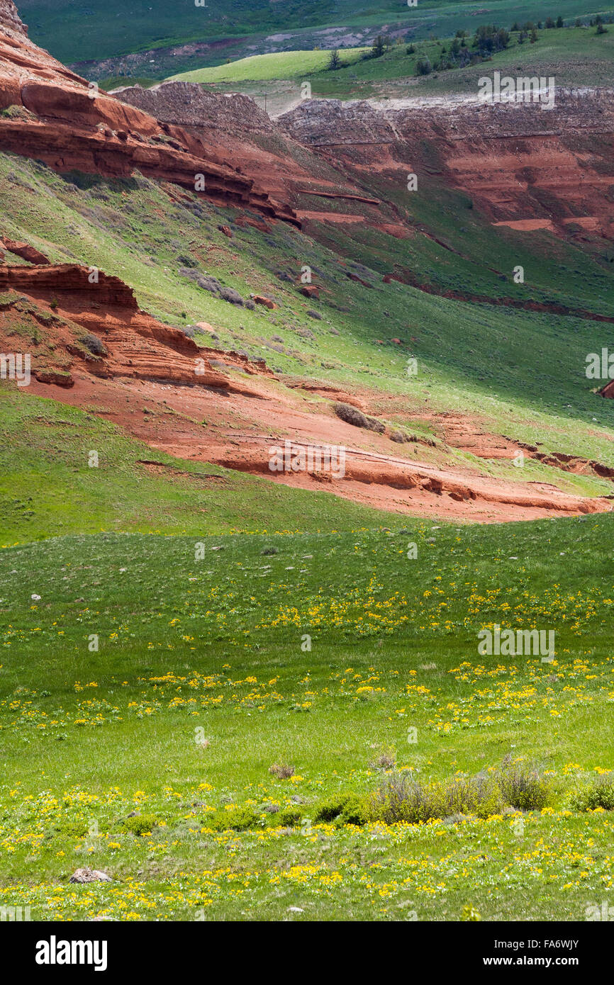 Deltoïdes wildflowers fleurissent en dessous d'une colline de grès le long de la route de chef Joseph dans le nord-ouest du Wyoming. Banque D'Images